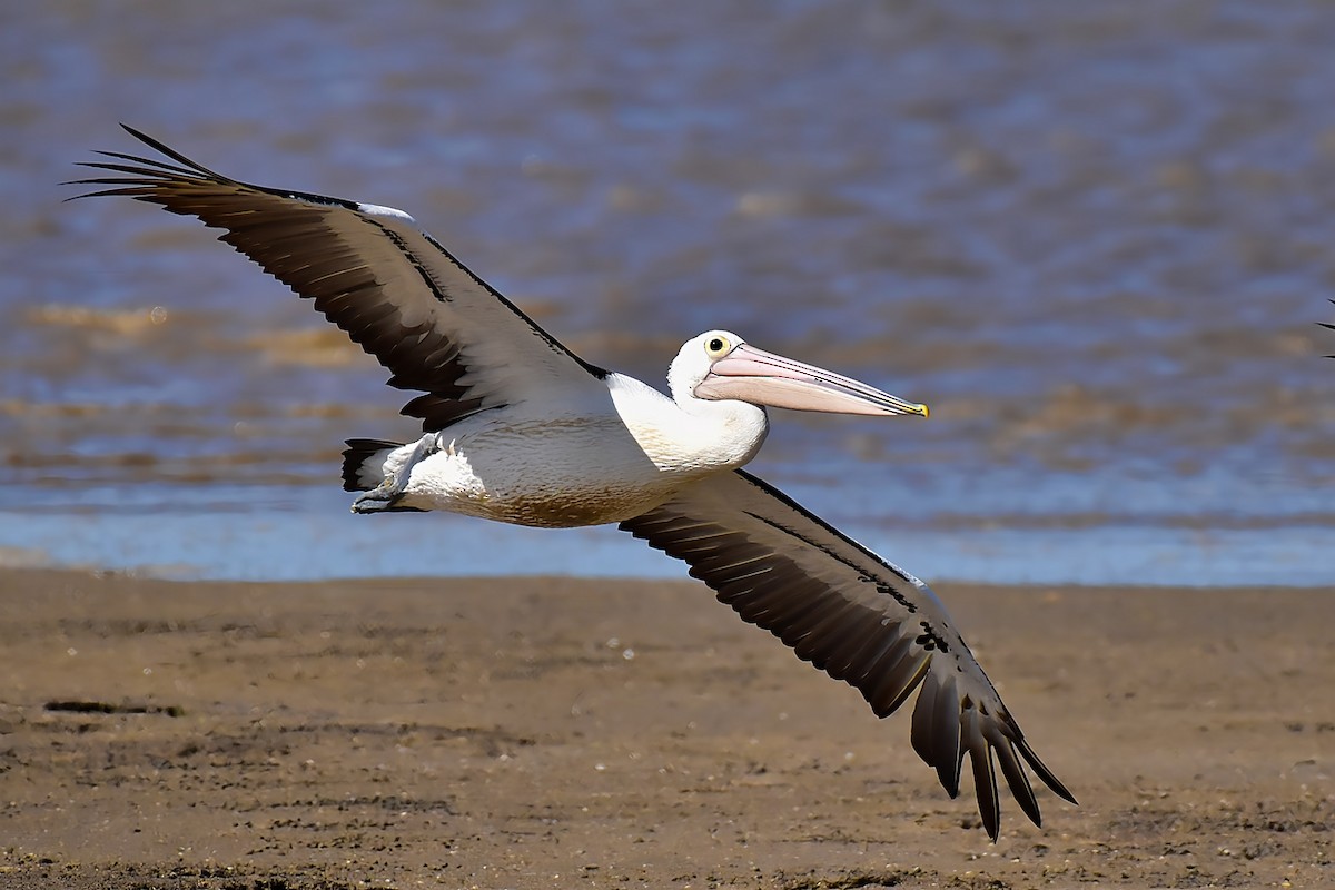 Australian Pelican - ML643683121