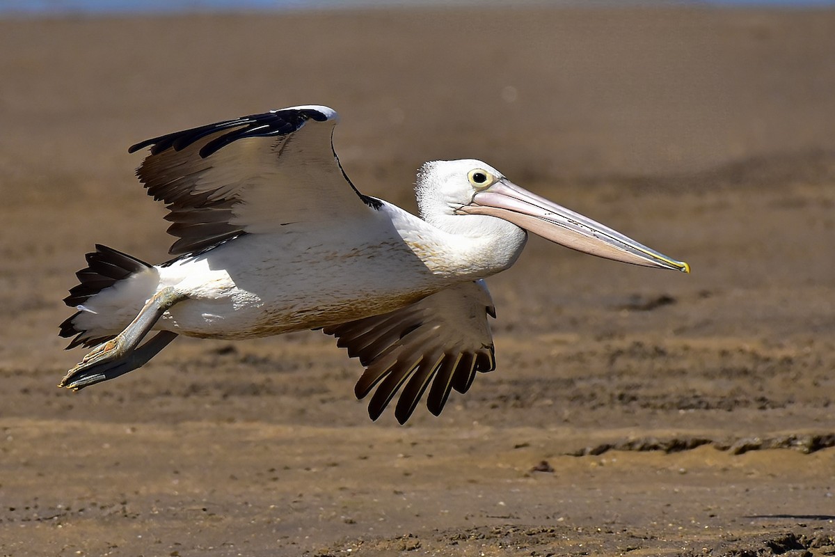 Australian Pelican - ML643683122