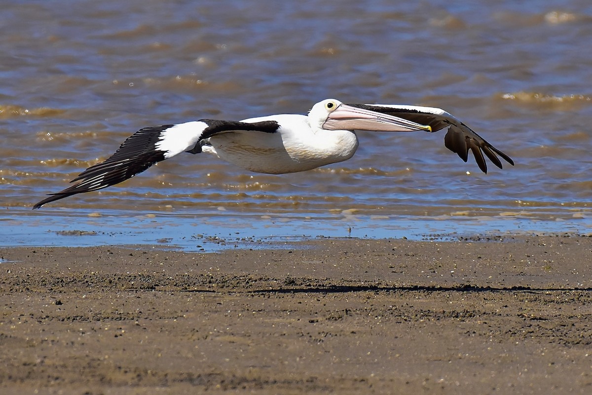 Australian Pelican - ML643683123