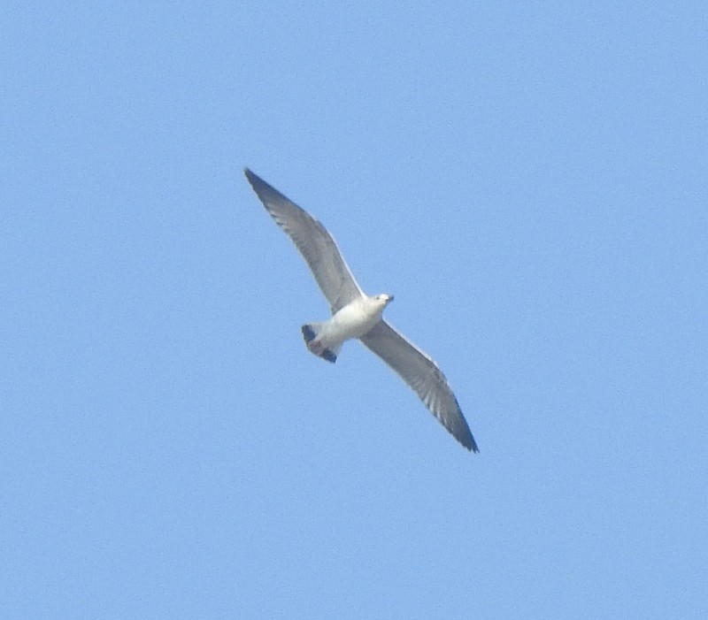 sildemåke - ML643683127