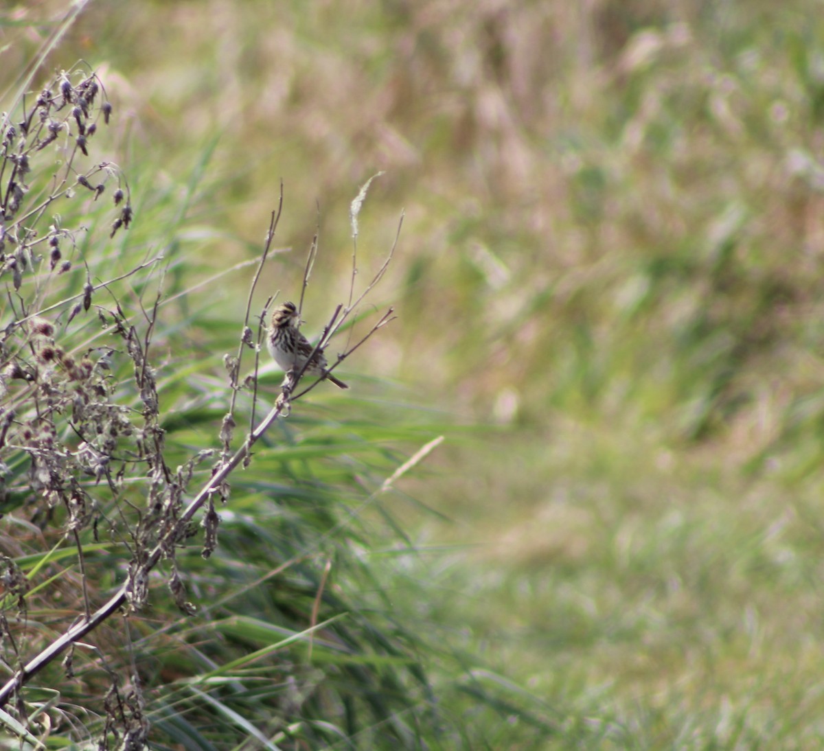 Savannah Sparrow - ML643683140