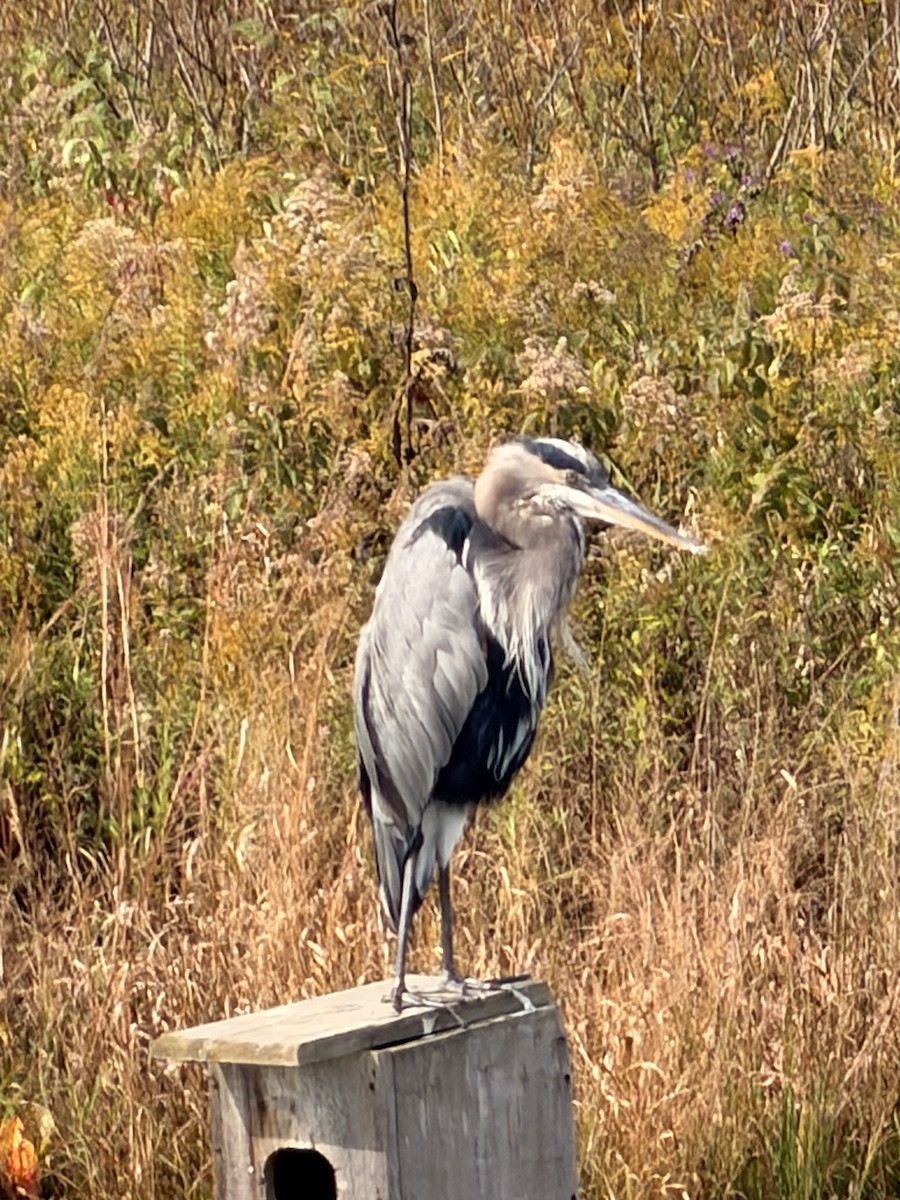 Great Blue Heron - ML643683160