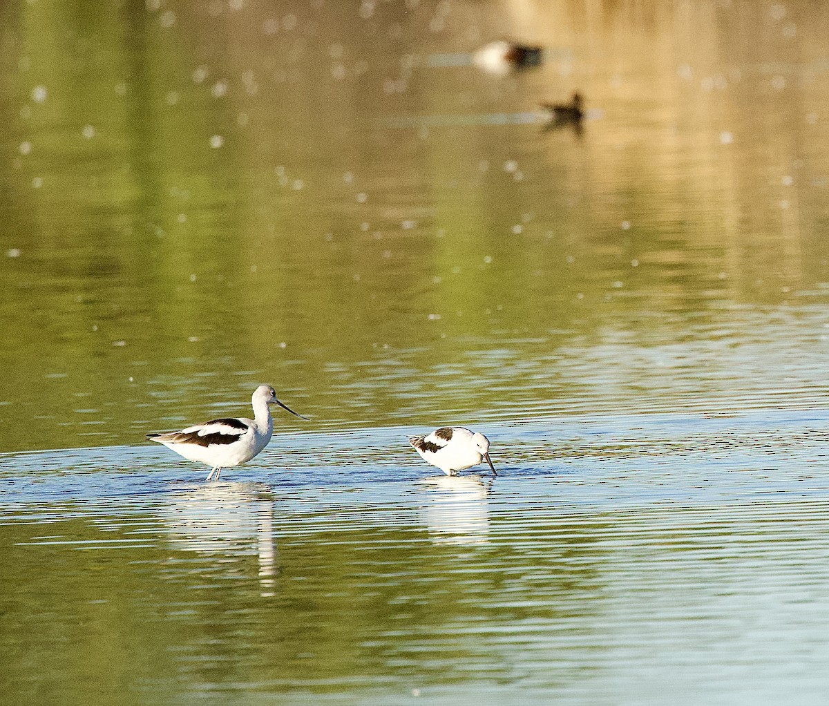 American Avocet - ML643683162