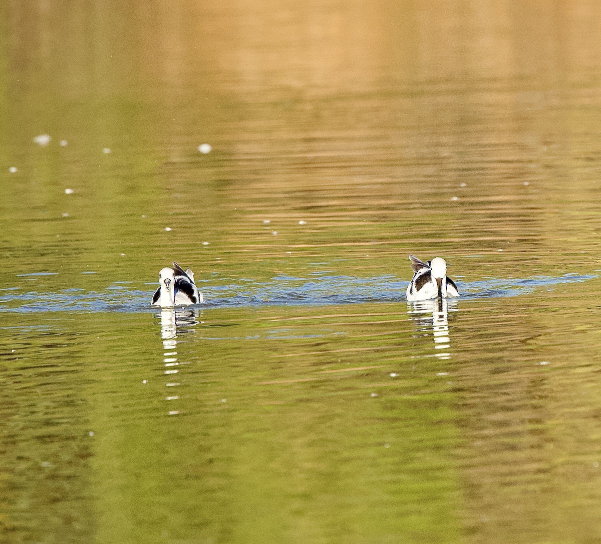 American Avocet - ML643683163