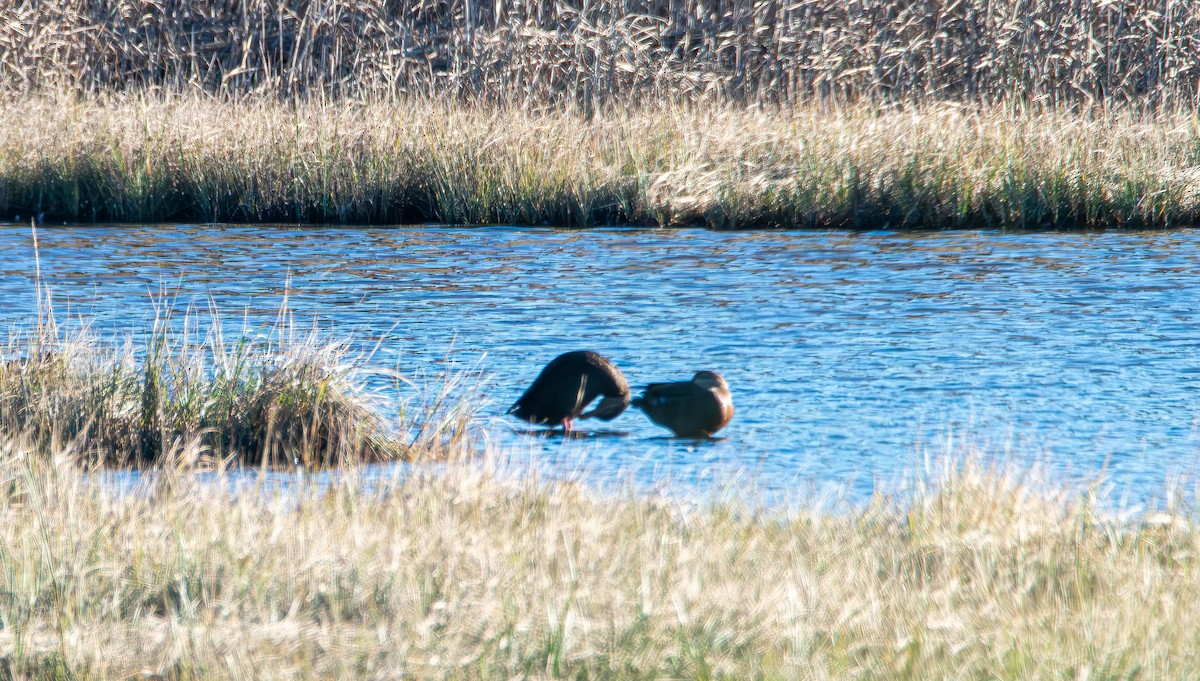 American Black Duck - ML643683164
