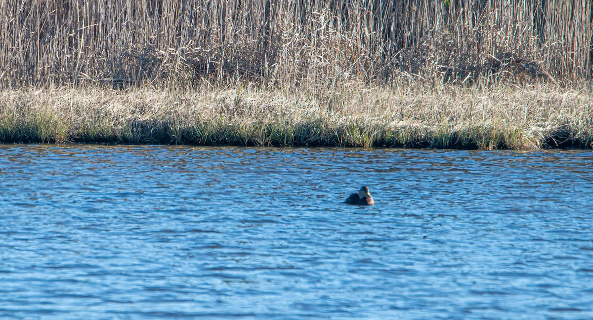 American Black Duck - ML643683168