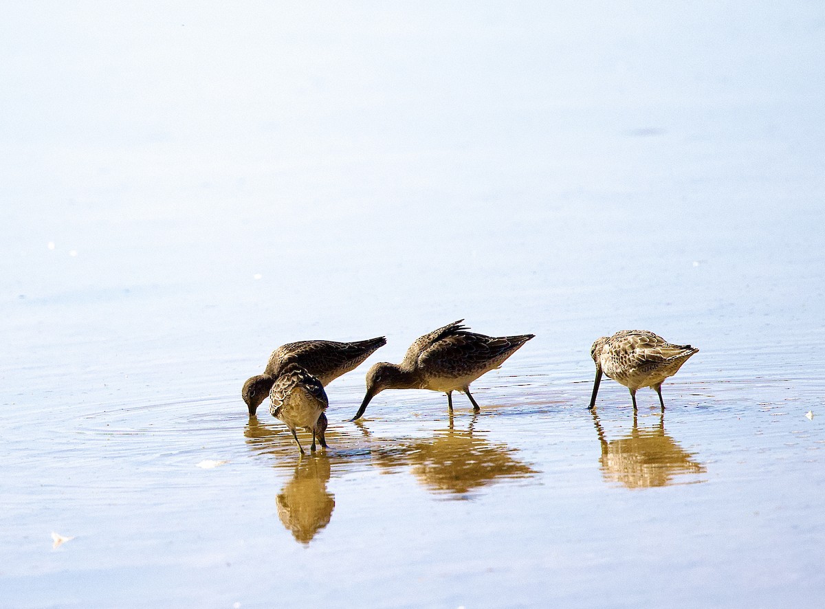 Long-billed Dowitcher - ML643683169