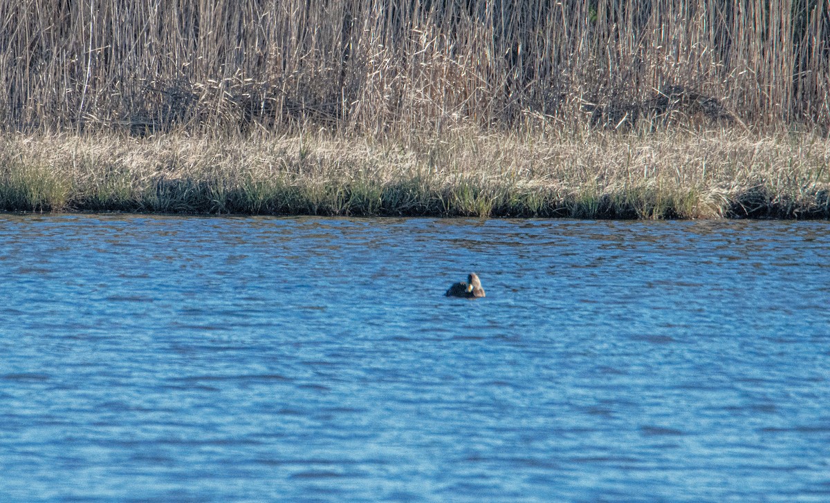 American Black Duck - ML643683170
