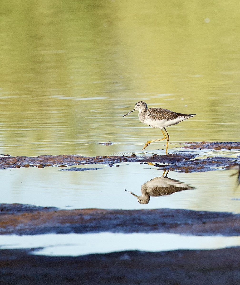 Greater Yellowlegs - ML643683182
