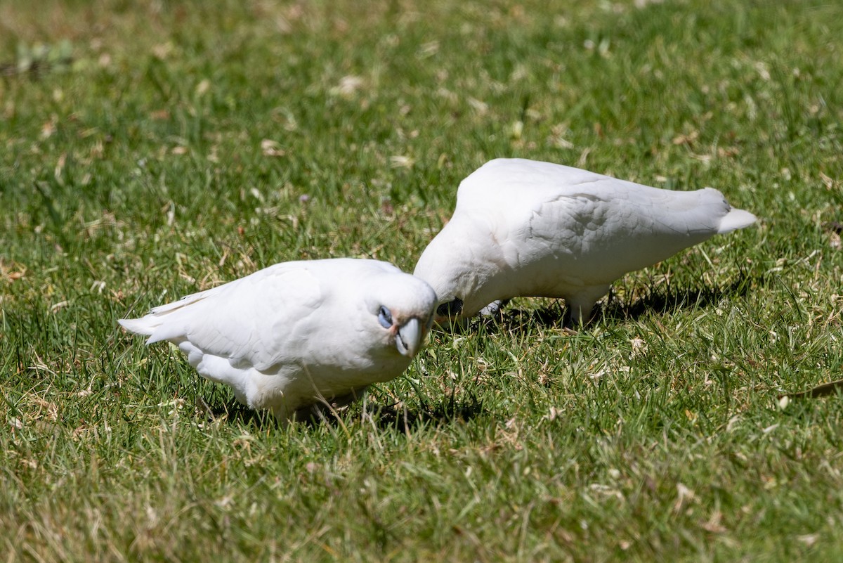 Cacatoès corella - ML643683184