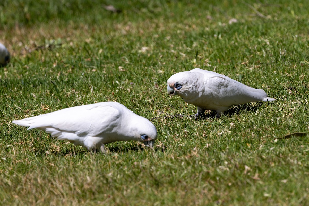 Cacatoès corella - ML643683185