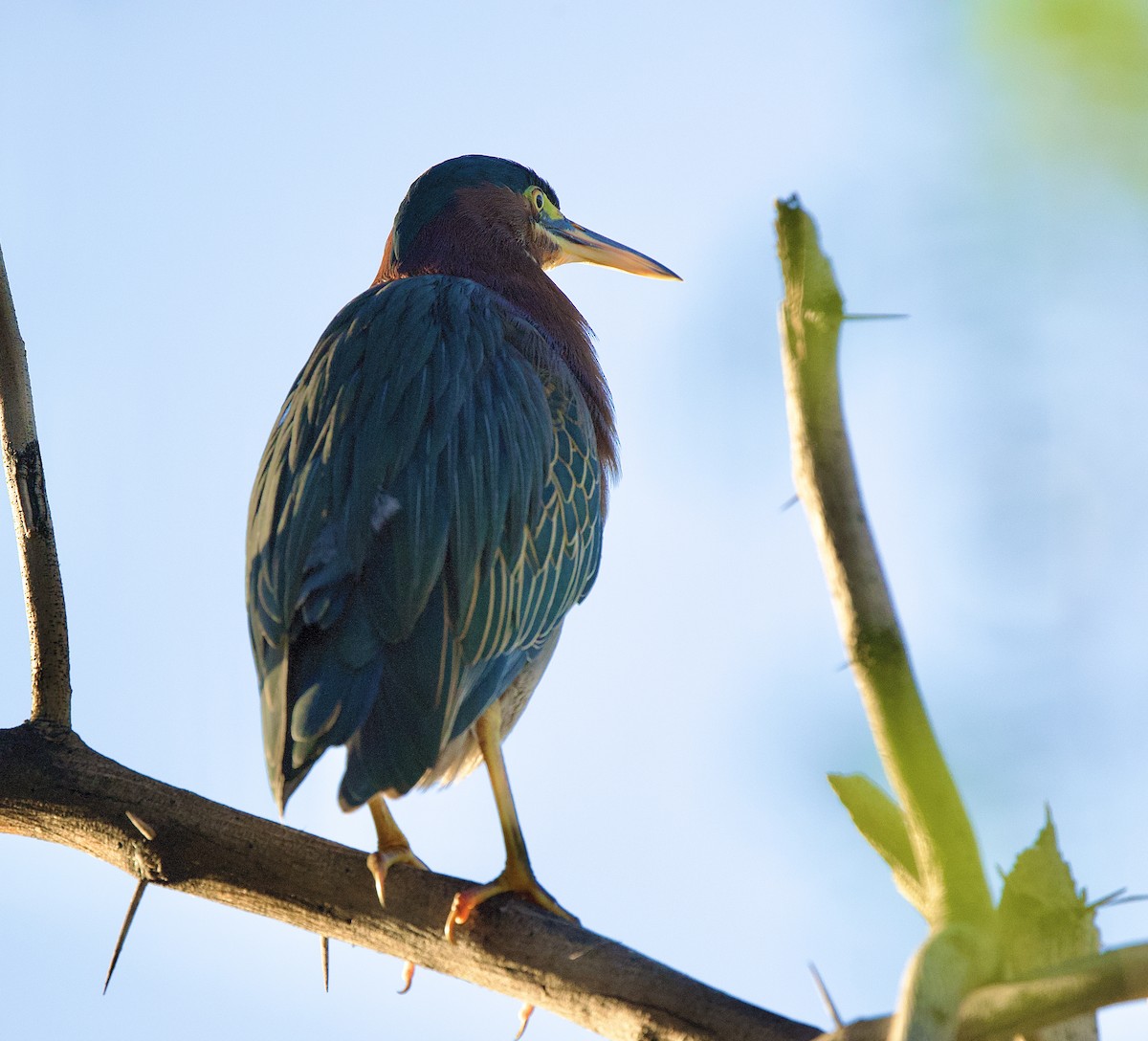 Green Heron - ML643683195