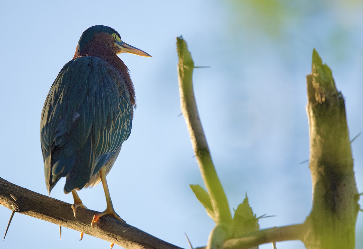 Green Heron - ML643683196