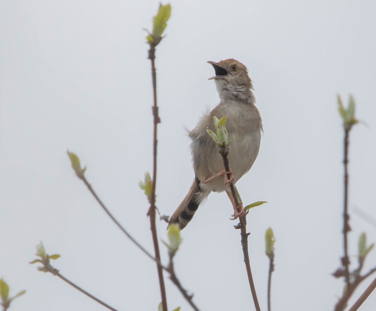 Rattling Cisticola - ML643683204