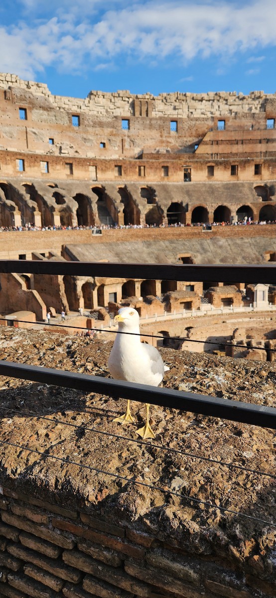 Yellow-legged Gull - ML643683205