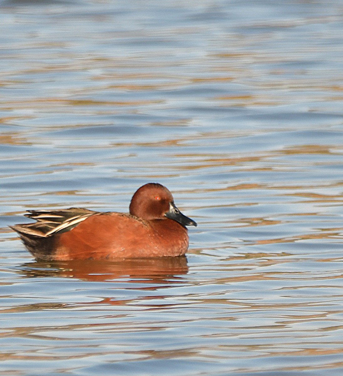 Cinnamon Teal - ML643683217