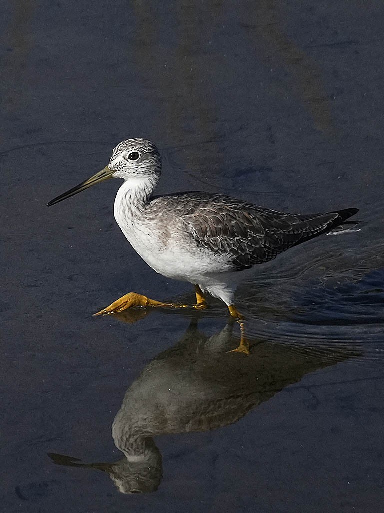 Greater Yellowlegs - ML643683230