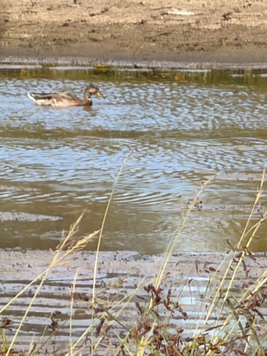 Mallard - ML643683232