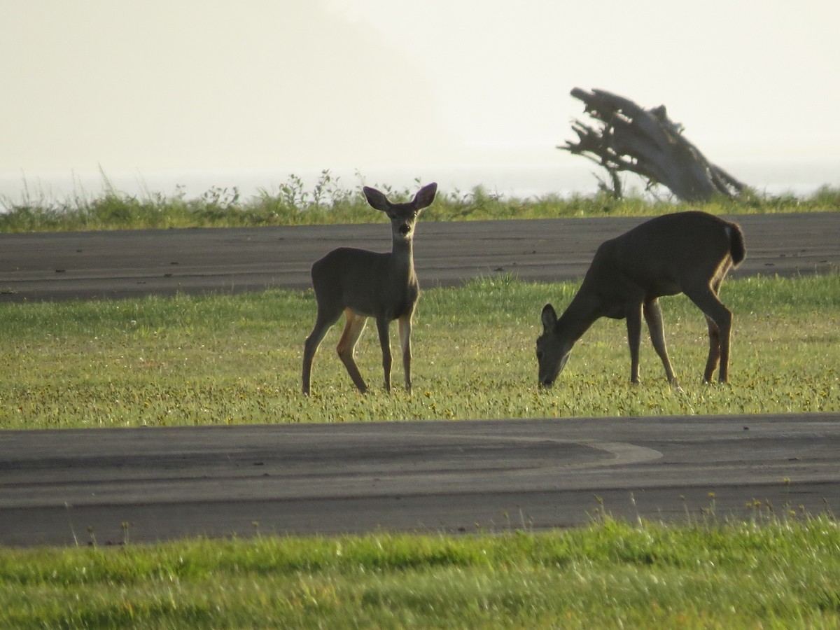 Mammals - ML643683245