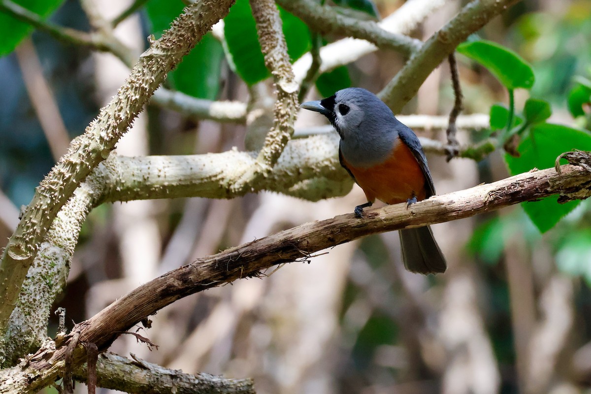 Black-faced Monarch - ML643683248