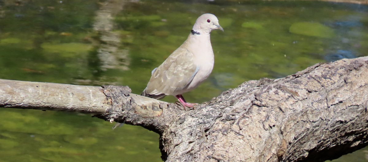 Eurasian Collared-Dove - ML643683252