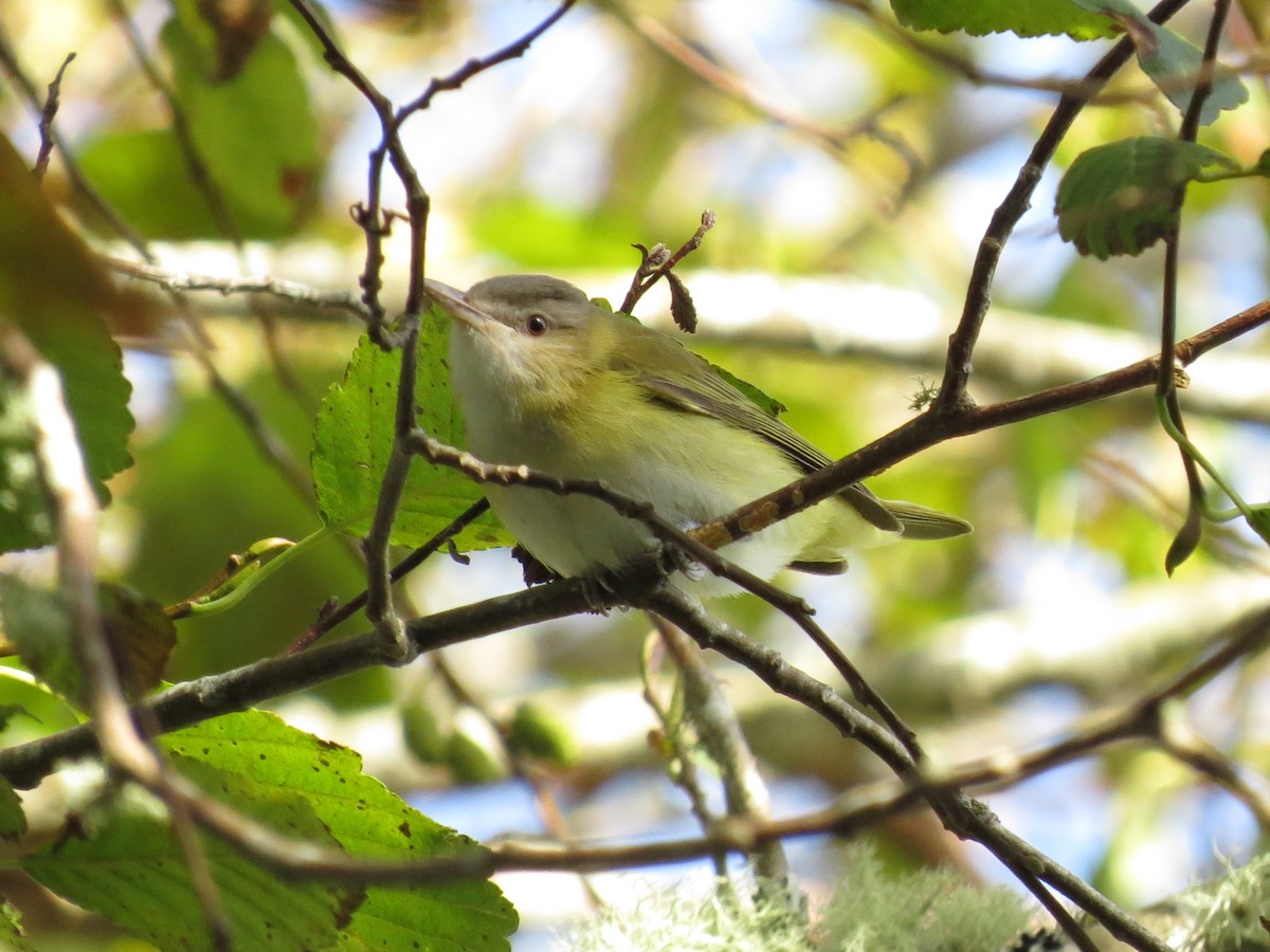 Yellow-green Vireo - ML643683264