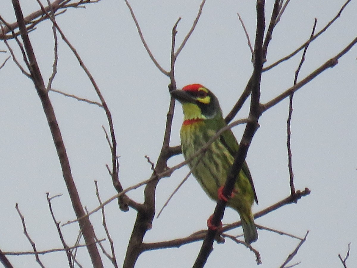 Coppersmith Barbet (Philippine Yellow-faced) - ML643683275