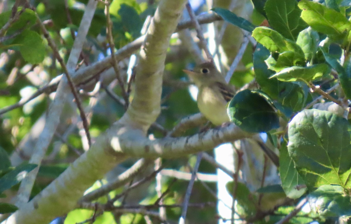 Western Flycatcher (Pacific-slope) - ML643683280