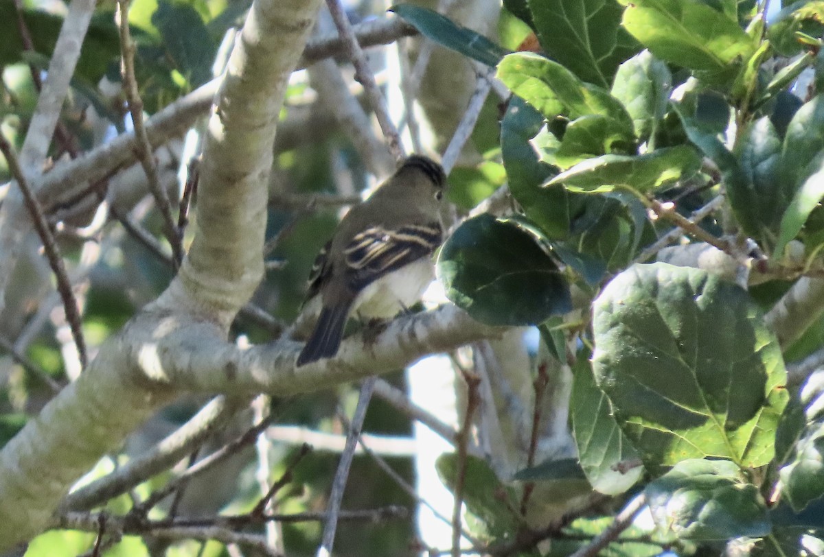 Western Flycatcher (Pacific-slope) - ML643683282
