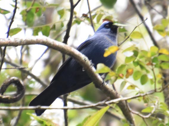 Diademed Tanager - ML643683283