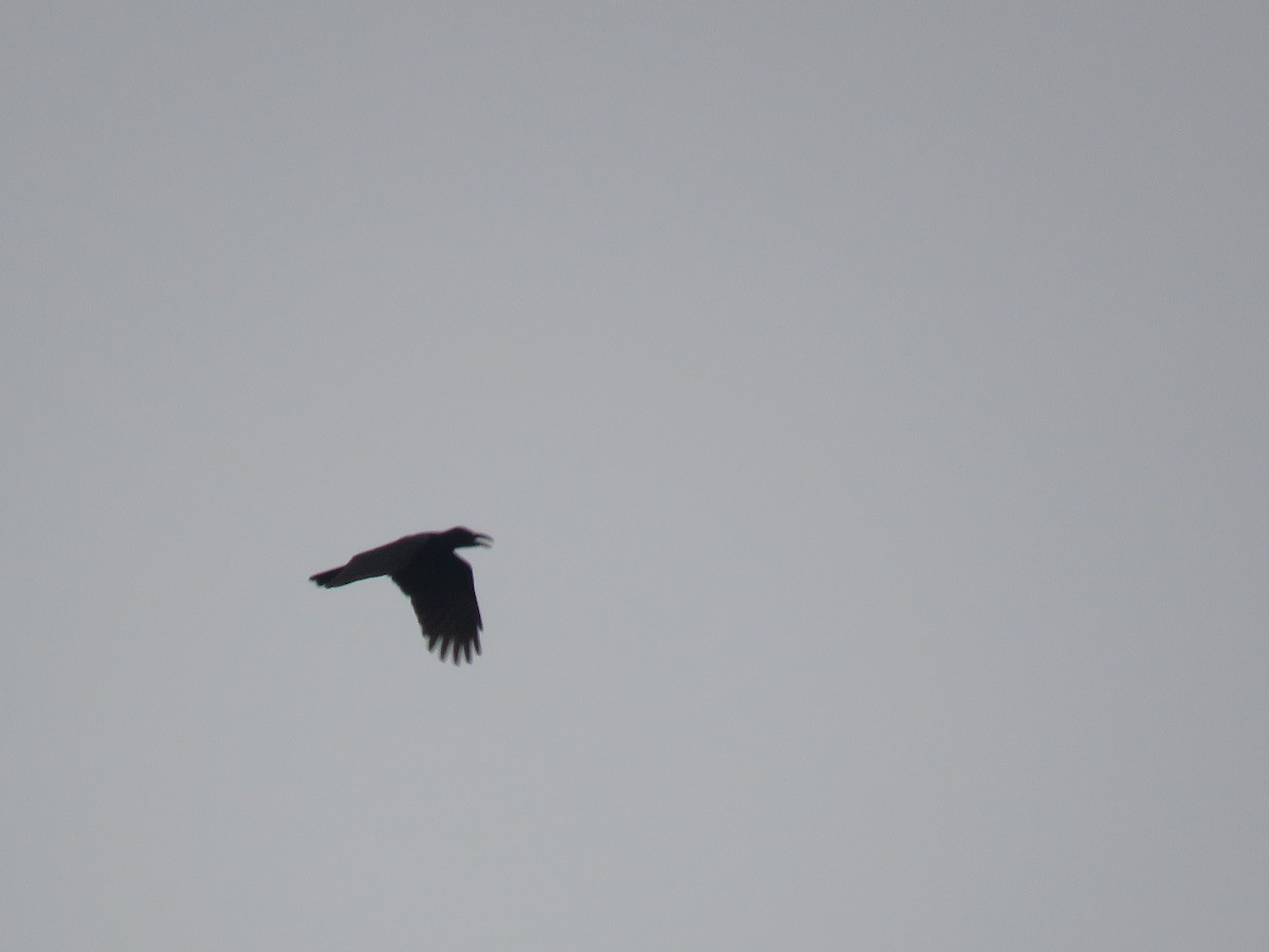 Philippine Jungle Crow - ML643683286
