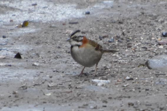 Rufous-collared Sparrow - ML643683299