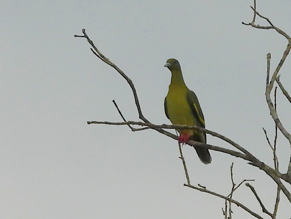 Orange-breasted Green-Pigeon - ML643683314
