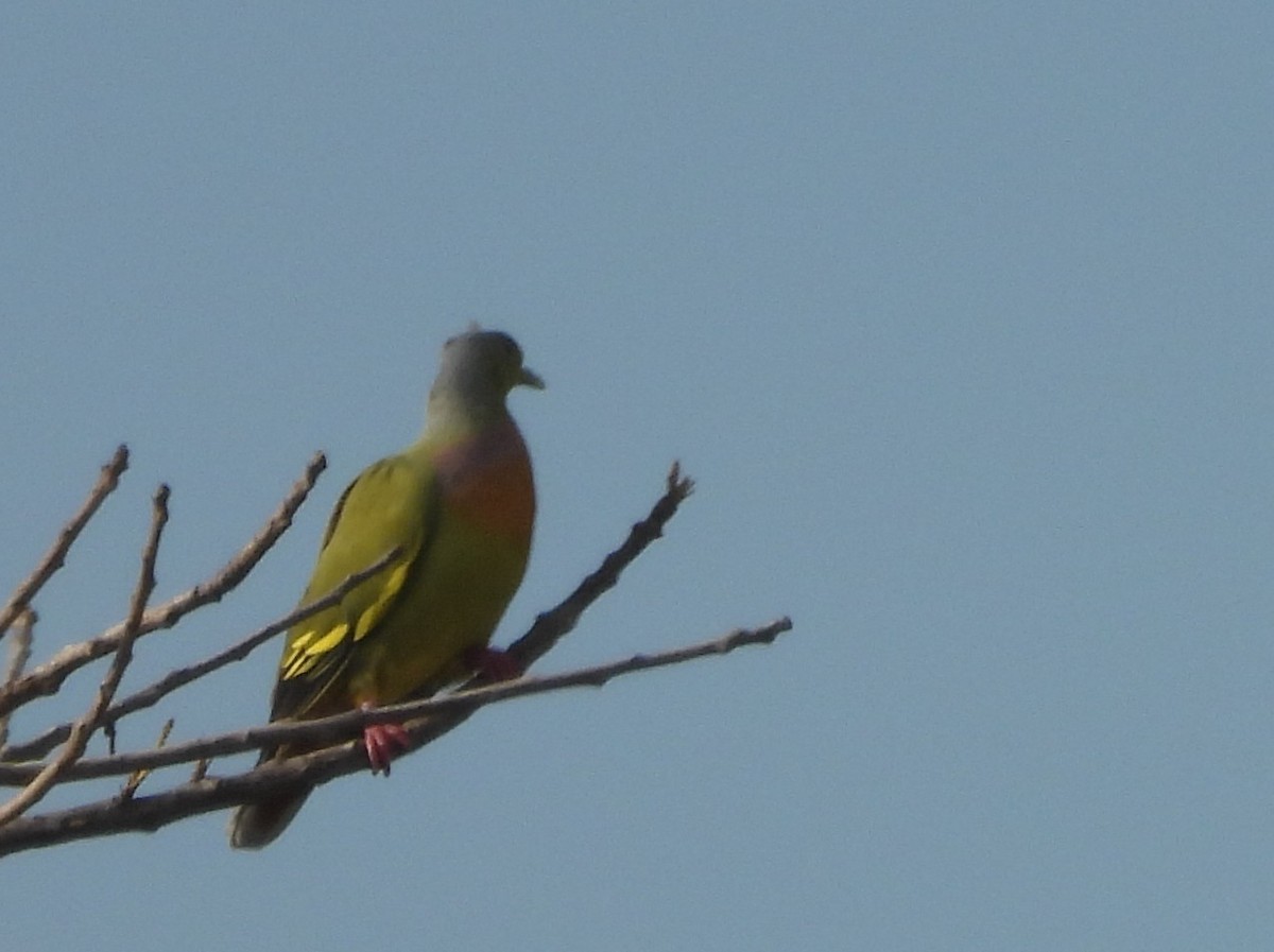 Orange-breasted Green-Pigeon - ML643683315