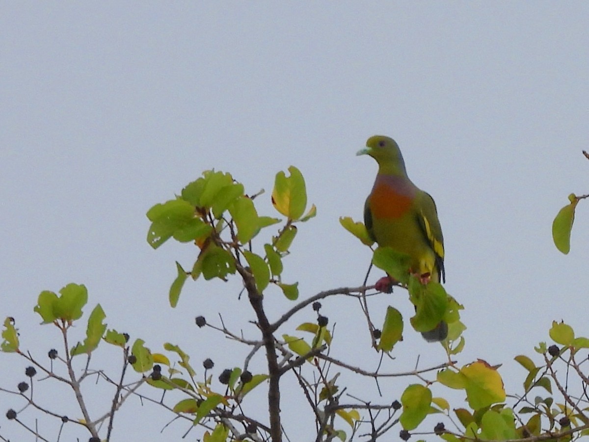Orange-breasted Green-Pigeon - ML643683316