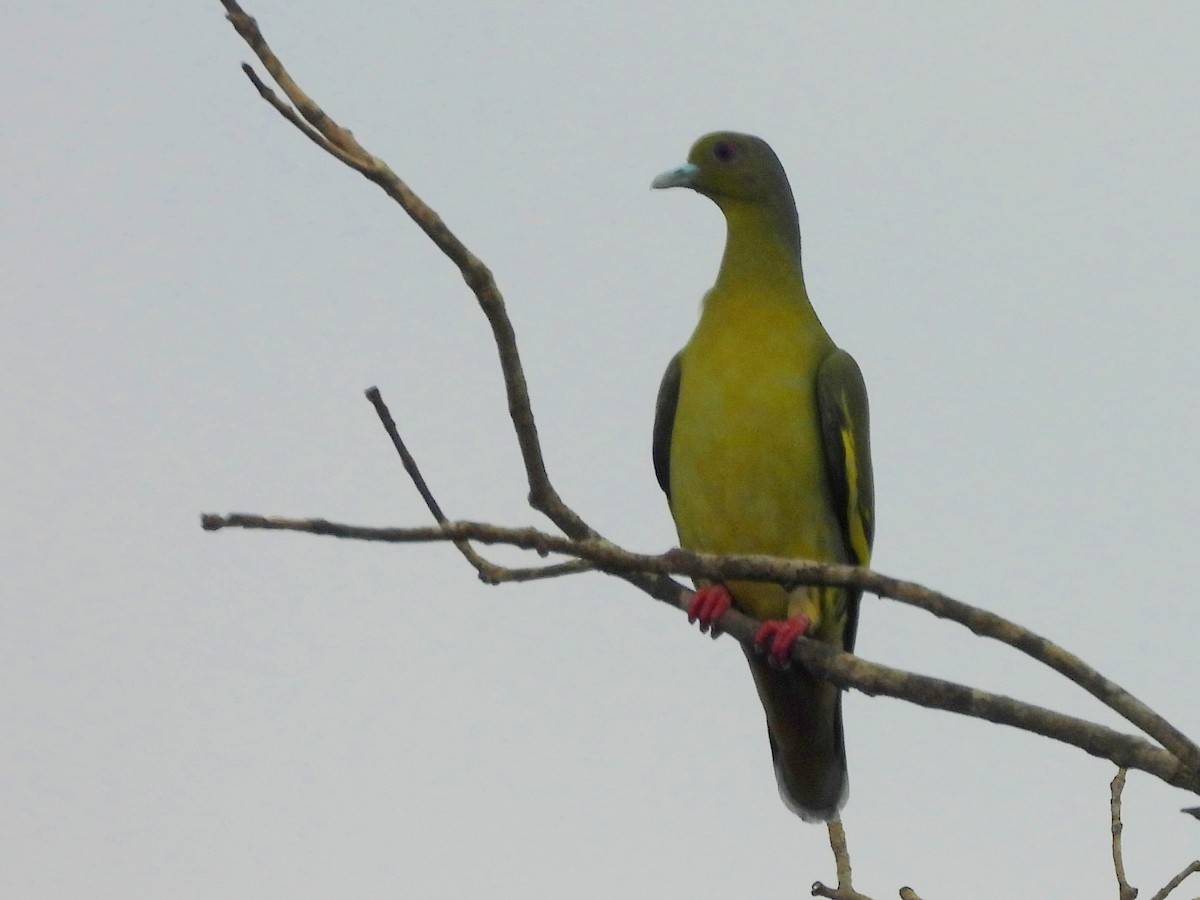 Orange-breasted Green-Pigeon - ML643683317