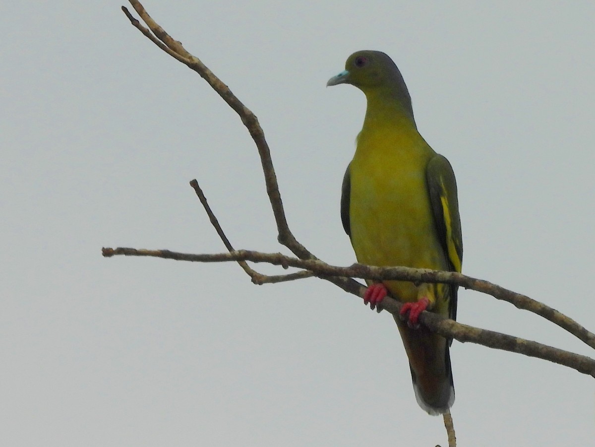 Orange-breasted Green-Pigeon - ML643683318