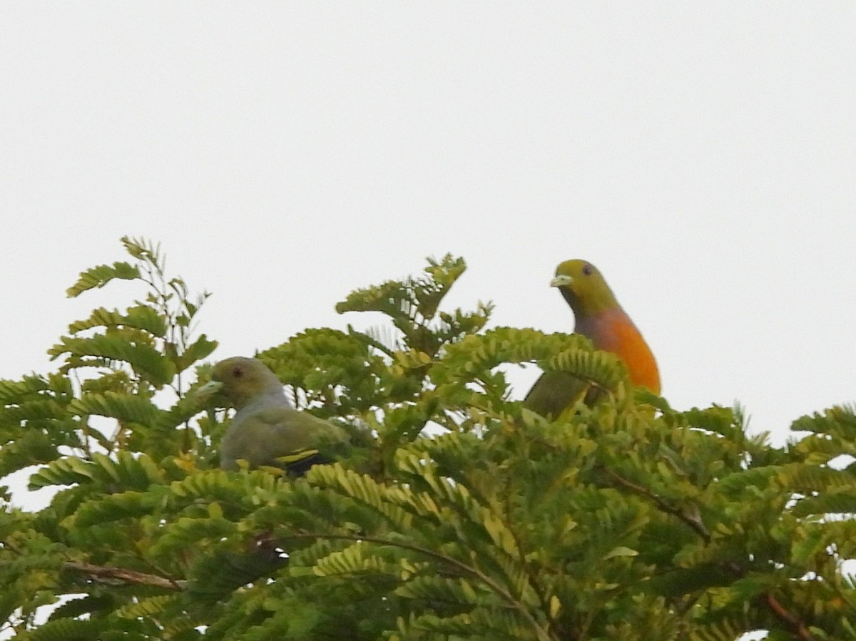 Orange-breasted Green-Pigeon - ML643683319