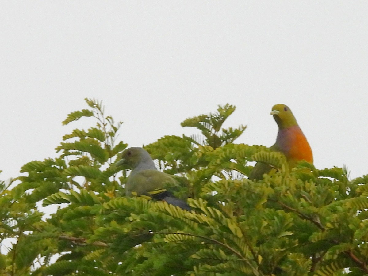 Orange-breasted Green-Pigeon - ML643683320