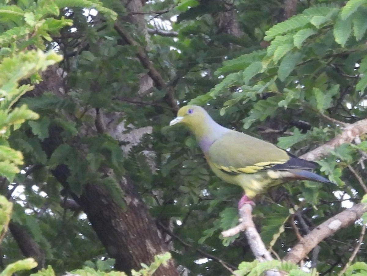 Orange-breasted Green-Pigeon - ML643683321