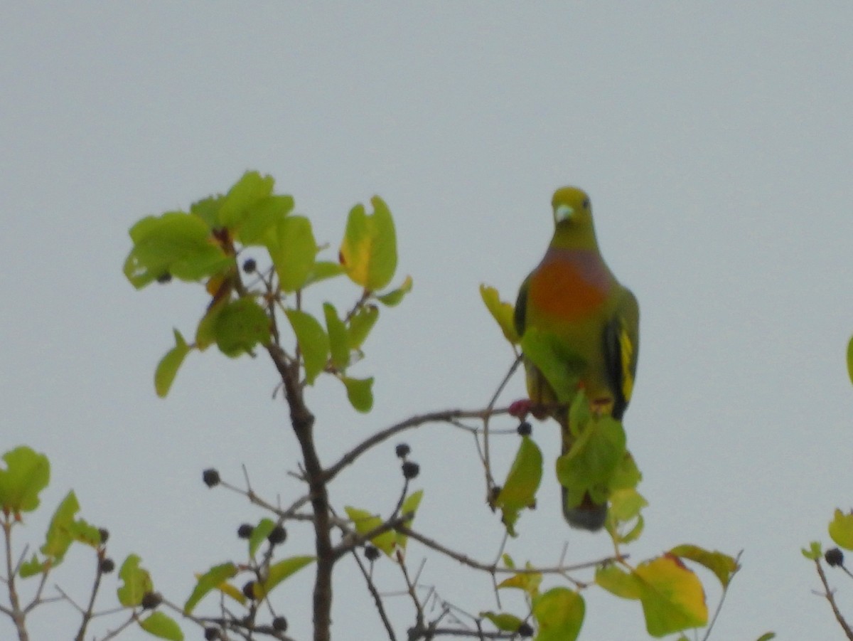 Orange-breasted Green-Pigeon - ML643683322