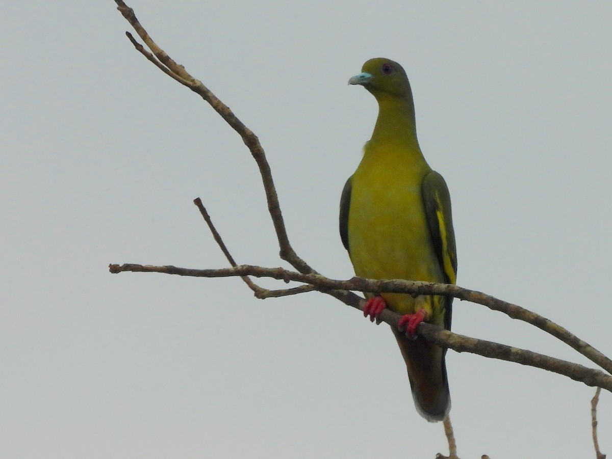 Orange-breasted Green-Pigeon - ML643683323