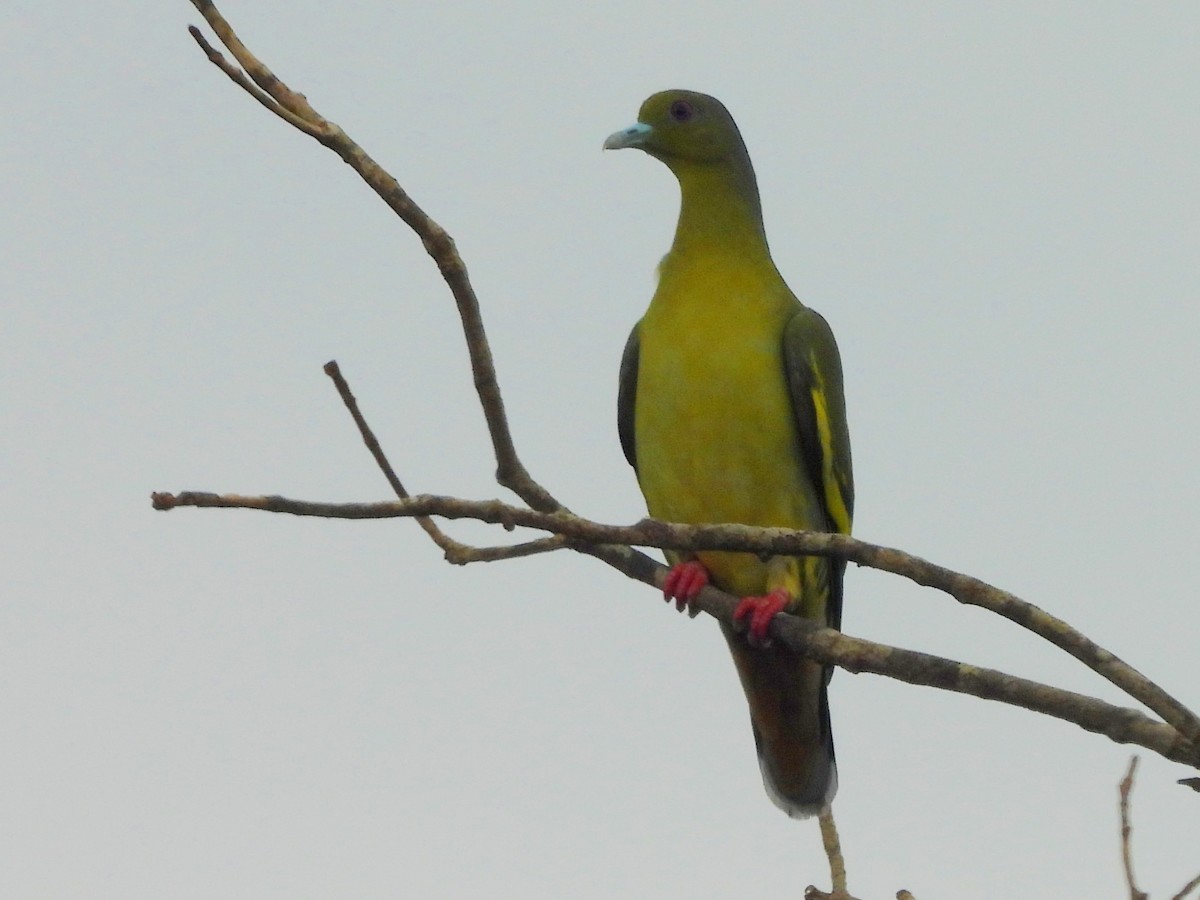 Orange-breasted Green-Pigeon - ML643683324