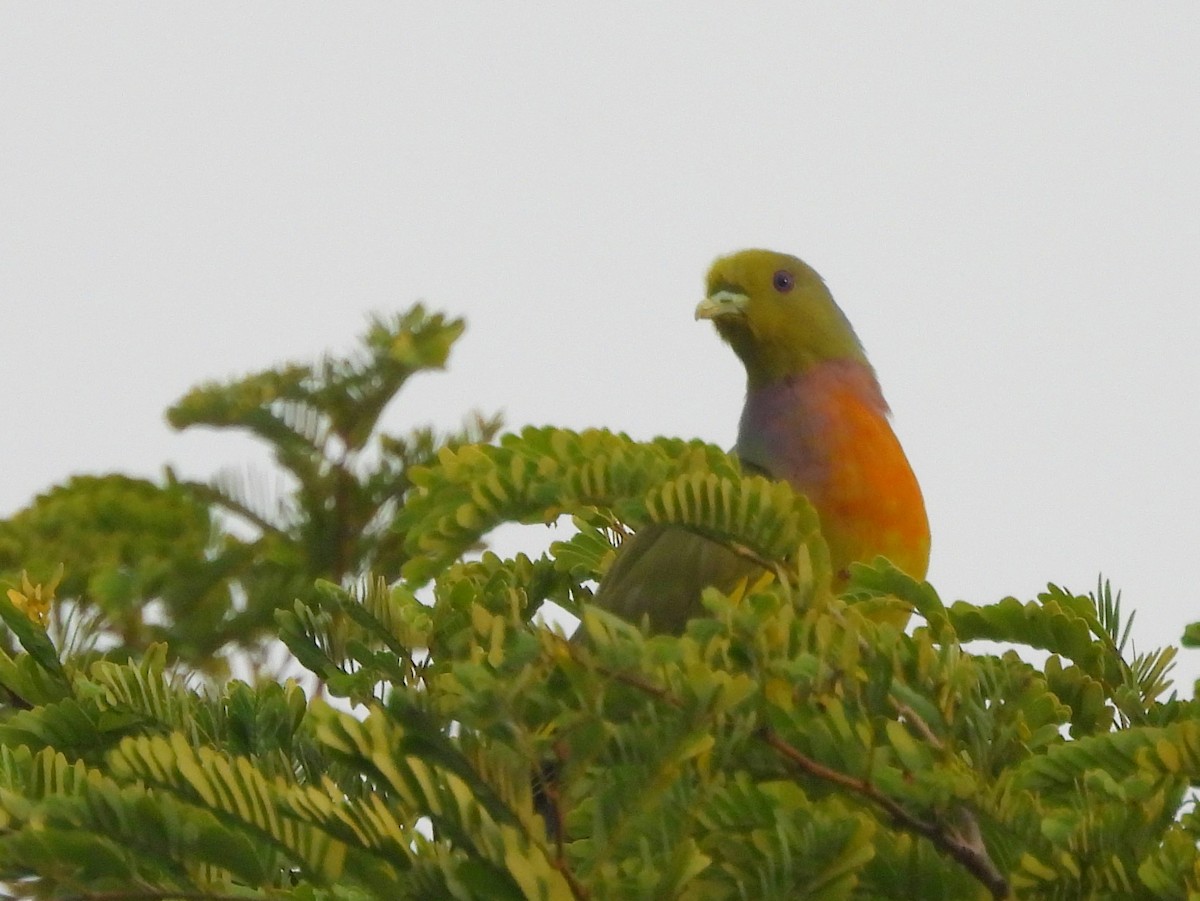 Orange-breasted Green-Pigeon - ML643683325