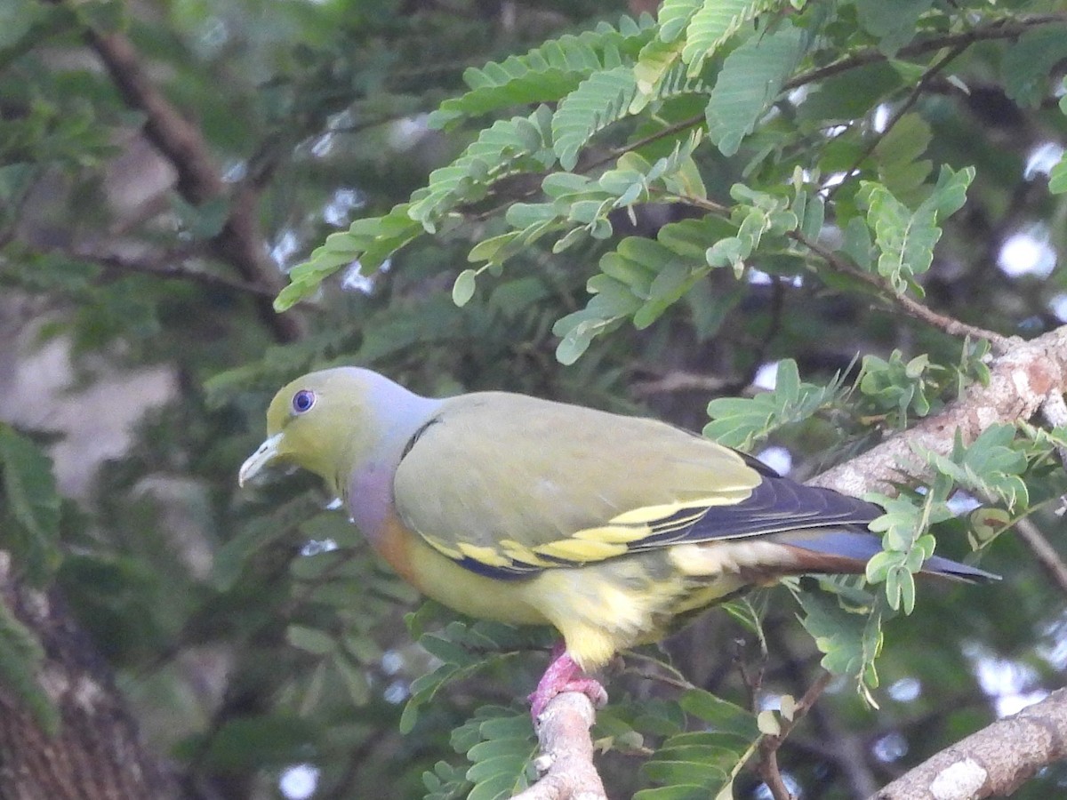 Orange-breasted Green-Pigeon - ML643683326