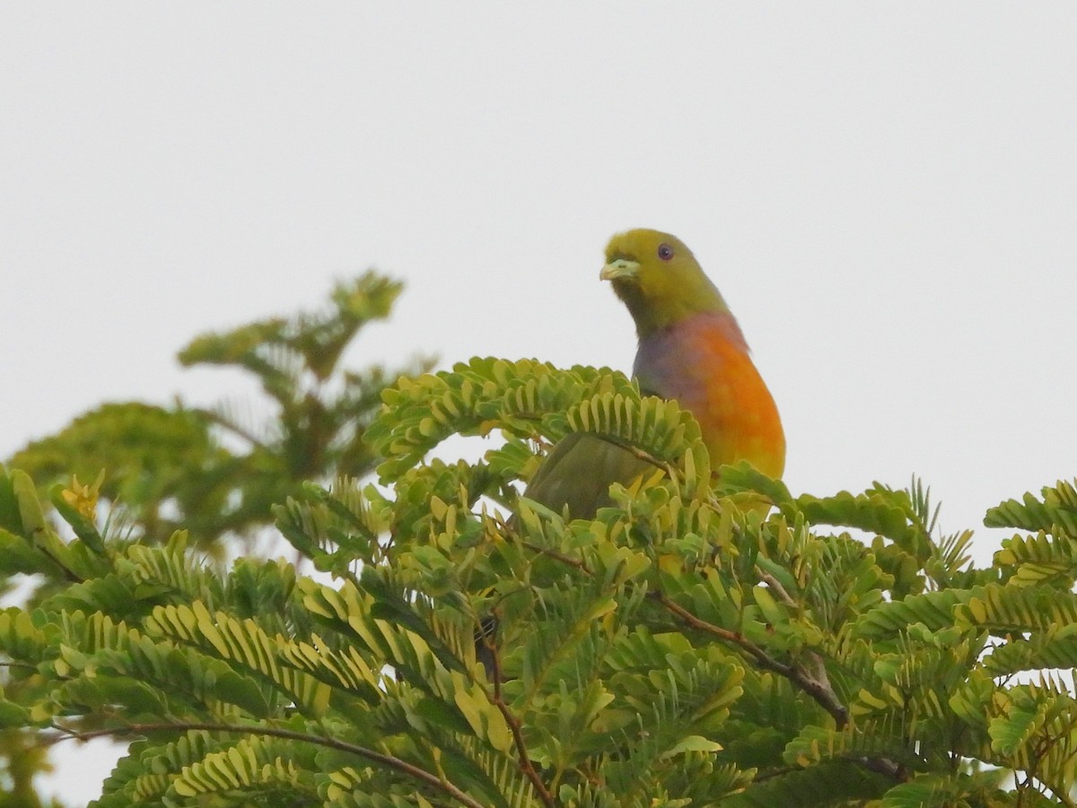 Orange-breasted Green-Pigeon - ML643683327