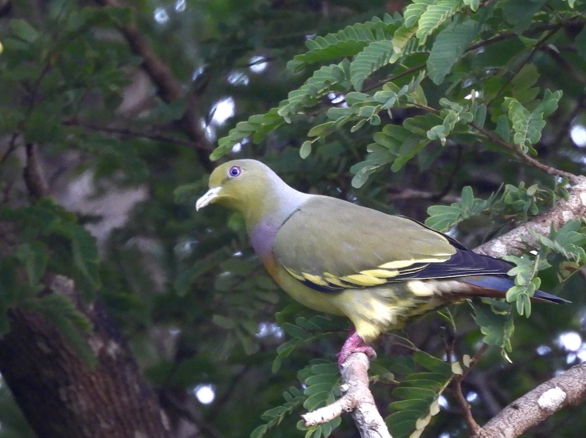Orange-breasted Green-Pigeon - ML643683328