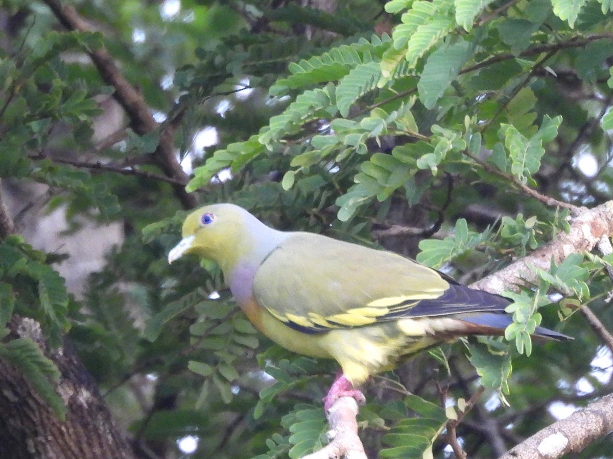 Orange-breasted Green-Pigeon - ML643683329