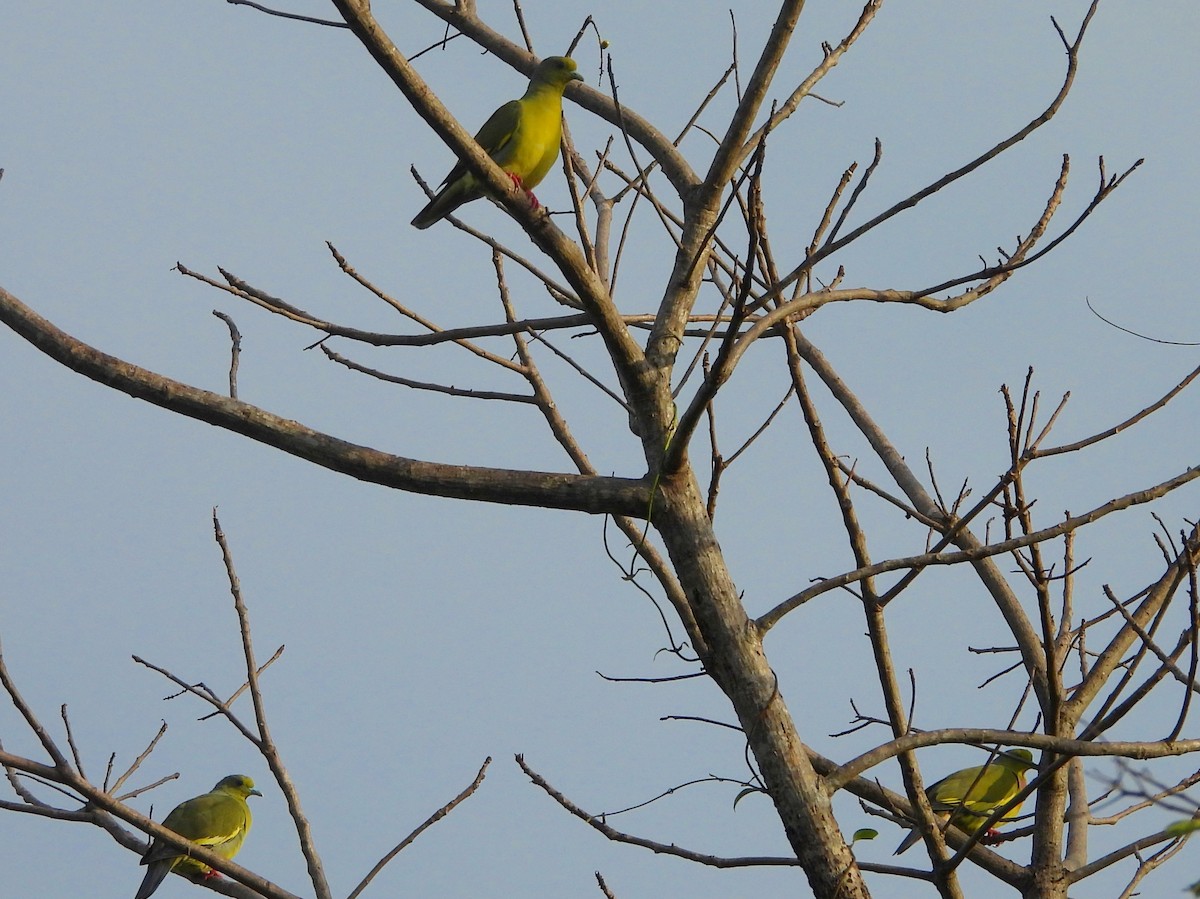 Orange-breasted Green-Pigeon - ML643683330