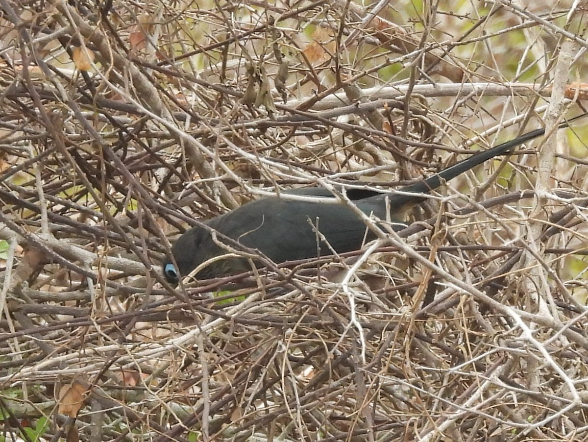 Blauringkuckuck - ML643683355